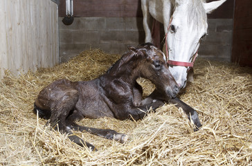Foal birth in the horse stable - 219950650