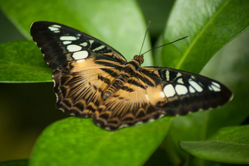 Fototapeta na wymiar closeup of beautiful butterfly on tropical leaves in a green house