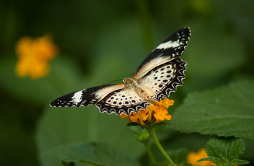 closeup of beautiful butterfly on orange lantana in a tropical green house
