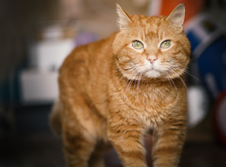 Lovely red cat looking into the camera. Soft focus on eyes.