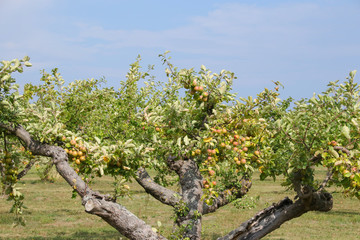 Apfelplantage, Skane - Schweden