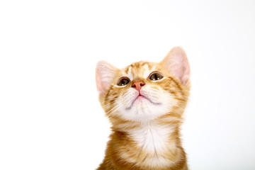 Ginger mackerel tabby kitten isolated on a white background