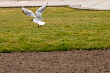 Seagull in fly