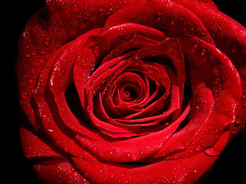 flower rose petal blossom red nature beautiful background