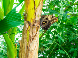 giant butterfly on banana branch
