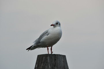 VACACIONES EN VENECIA