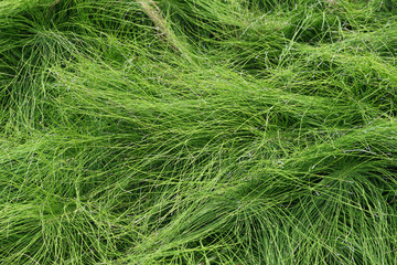 Ackerschachtelhal, Zinnkraut