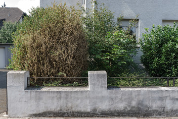 Buchsbaumz&uuml;nzler, zerst&ouml;rter Buchsbaum