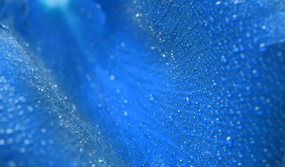 Obraz premium Water drop on rose petal. Macro with shallow depth of field.