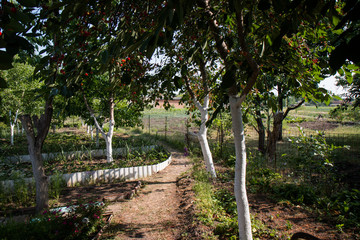 деревня сад огород