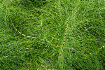 zinnkraut, Ackerschachtelhalm