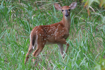 Curious fawn 