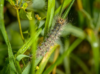 Caterpillar of the Gypsy moth with water drops. Macro with selective focus and shallow depth of field.