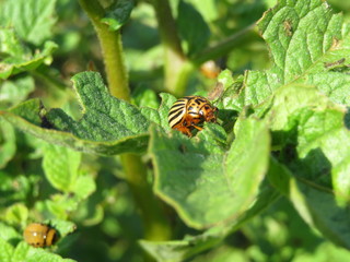 Colorado beetle (Leptinotarsa decemlineata) on potato leaf, close-up. Potato pest