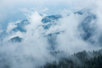 Aerial view of mist, cloud and fog over forest after rain