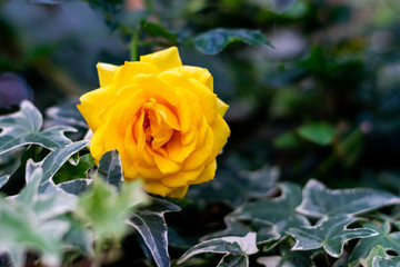 A bright yellow rose, in a flower garden with green leaves