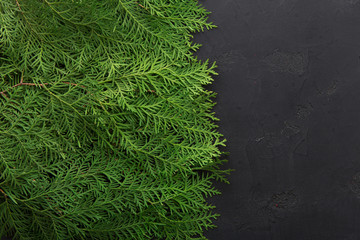 Green thuja tree branches on black background