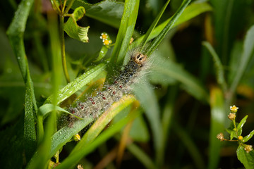 Caterpillar of the Gypsy moth with water drops. Macro with selective focus and shallow depth of field.