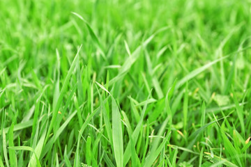 Fresh green grass outdoors