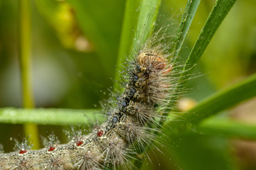 Caterpillar of the Gypsy moth with water drops. Macro with selective focus and shallow depth of field.