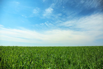 Obraz premium Green field with beautiful sky on sunny spring day