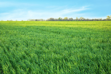 Green wheat field on sunny day