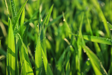 Young green wheat with dew drops on spring day, closeup
