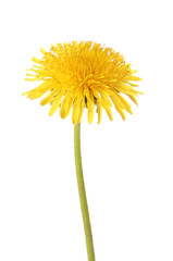 Yellow dandelion on white background