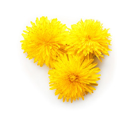 Yellow dandelions on white background