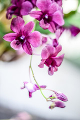 Obraz premium Close up beautiful orchid flower and green leaves background in the garden, Beautiful orchid flower with natural background.