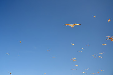 seagulls flying over the sea