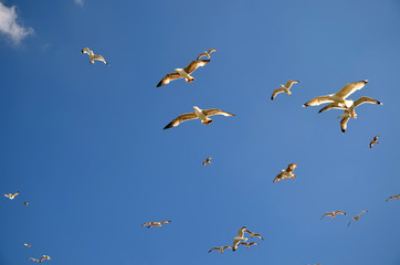 Beautiful Seagulls flying in the sky