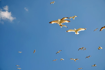 seagulls flying over the sea