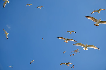 seagulls flying over the sea