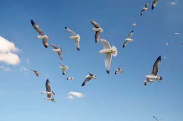 seagulls flying over the sea