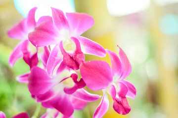 Fototapeta na wymiar Close up beautiful orchid flower and green leaves background in the garden, Beautiful orchid flower with natural background.