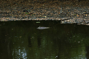 Ausgetrockneter See und tote Fische nach Dürre Periode
