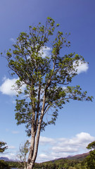 Blue sky and clouds behind a lone tree.