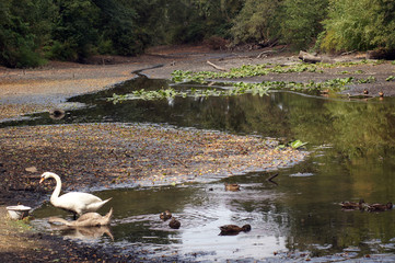 Ausgetrockneter See und tote Fische nach Dürre Periode