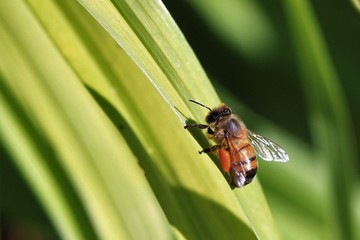 Biene mit Pollensack