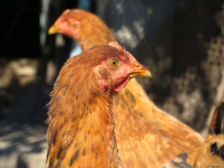 Brown chickens on the farm, selective focus. Domestic laying hens in the coop, sunny day