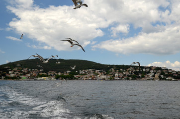 The seagulls is flying near people on a ferry near the Princes' islands in Istanbul