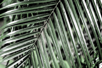 Green Tropical leaves background ,element of plant texture