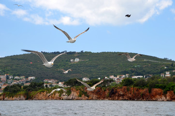 Large seagulls flying above Marmara Sea, with background of  Prince islands near Istanbul, Turkey