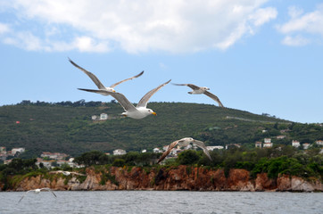Fototapeta na wymiar Large seagulls flying above Marmara Sea, with background of Prince islands near Istanbul, Turkey