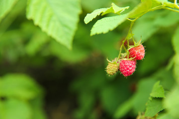 Ripe raspberries on bush, closeup