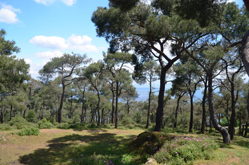 Pine forest in The Prince Islands (Buyukada). Istanbul. Turkey