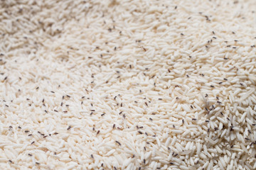 weevil eat rice close up