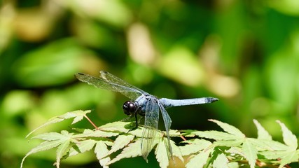 Libelle, Nahaufnahme