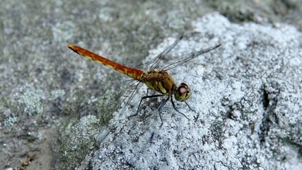 Libelle, Nahaufnahme